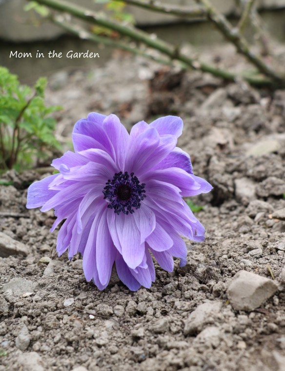 single anemone on ground