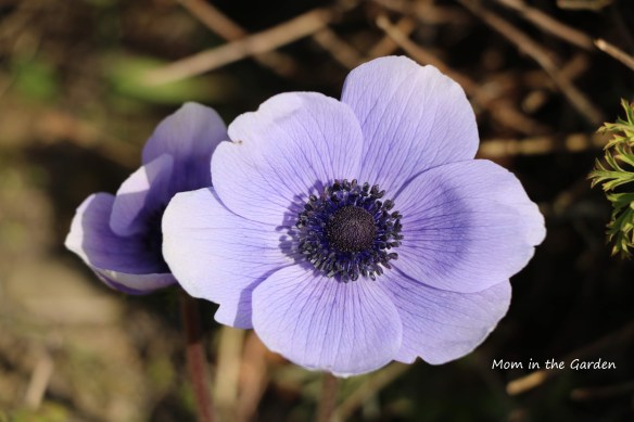 single mr fokker anemone