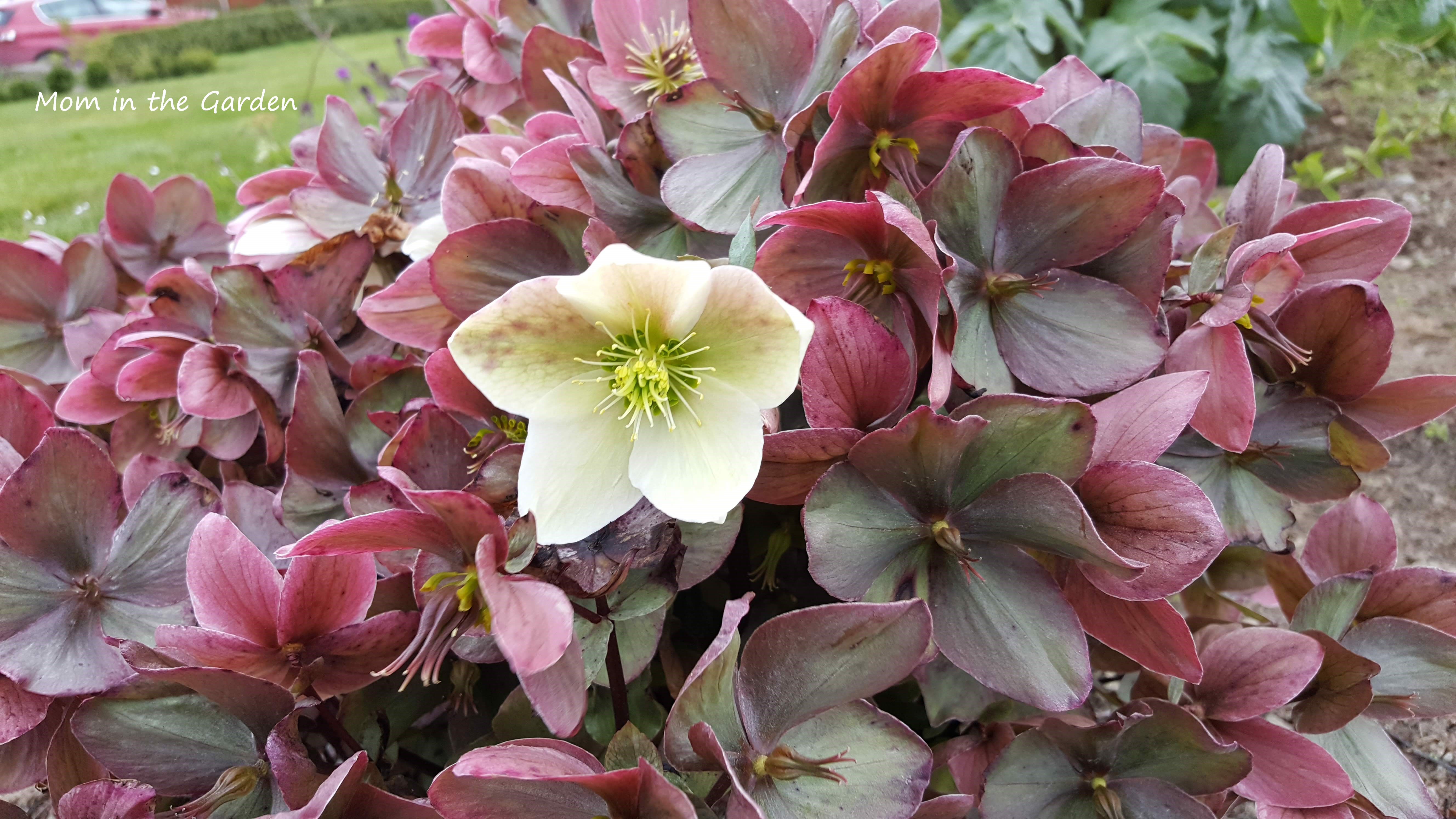 Single white flower Winter Sunshine hellebore