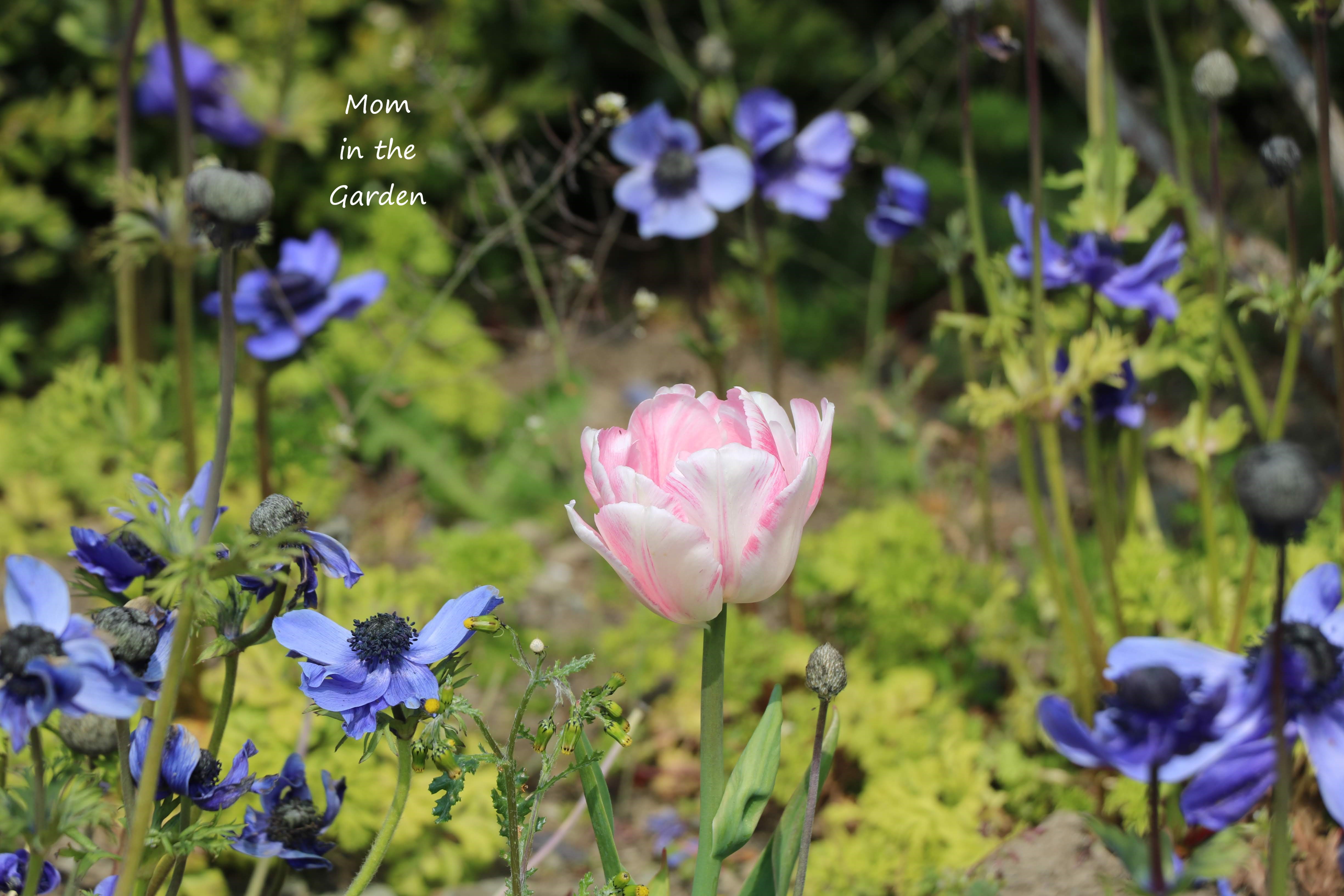 tulip and anemone