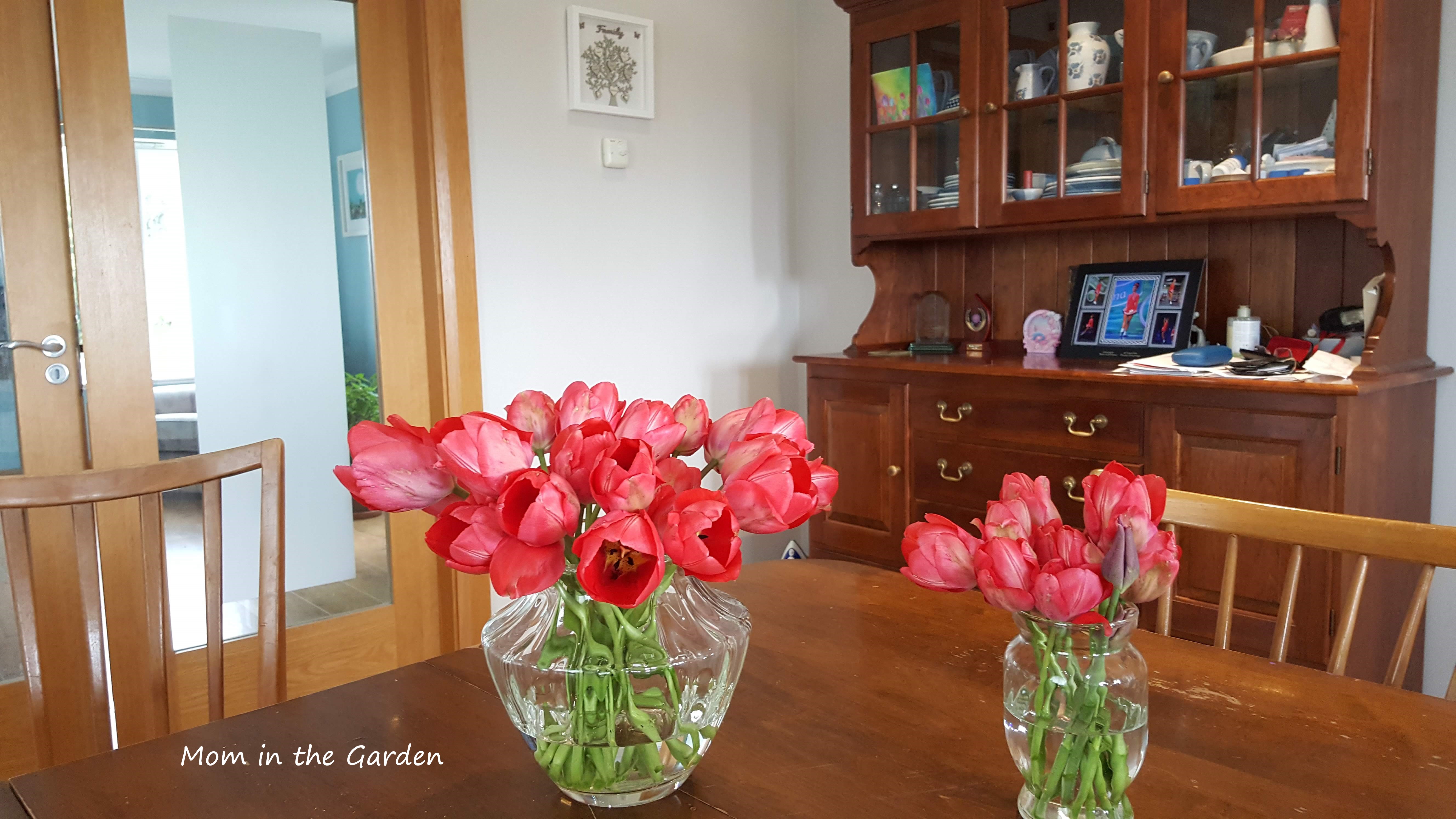 Tulip fire cut tulips