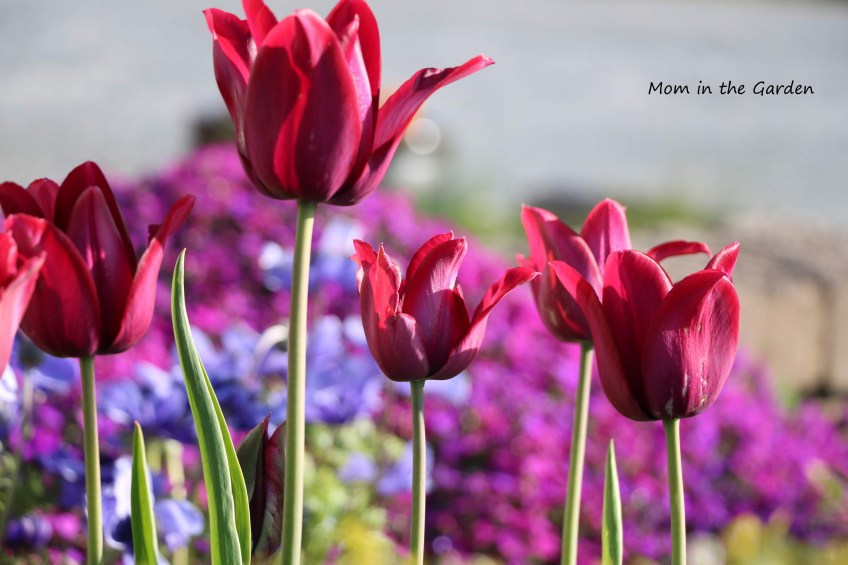 Tulip Merlot + aubrieta
