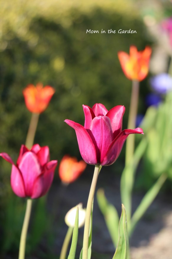 Tulip Merlot + Tulip Ballerina