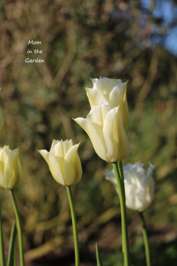 Tulip Spring Green closed