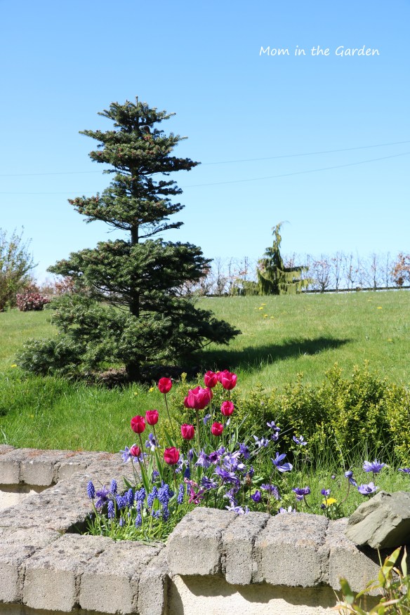 Tulips with Abies Koreana + Chamaecyparis nootkatensis 'Pendula'