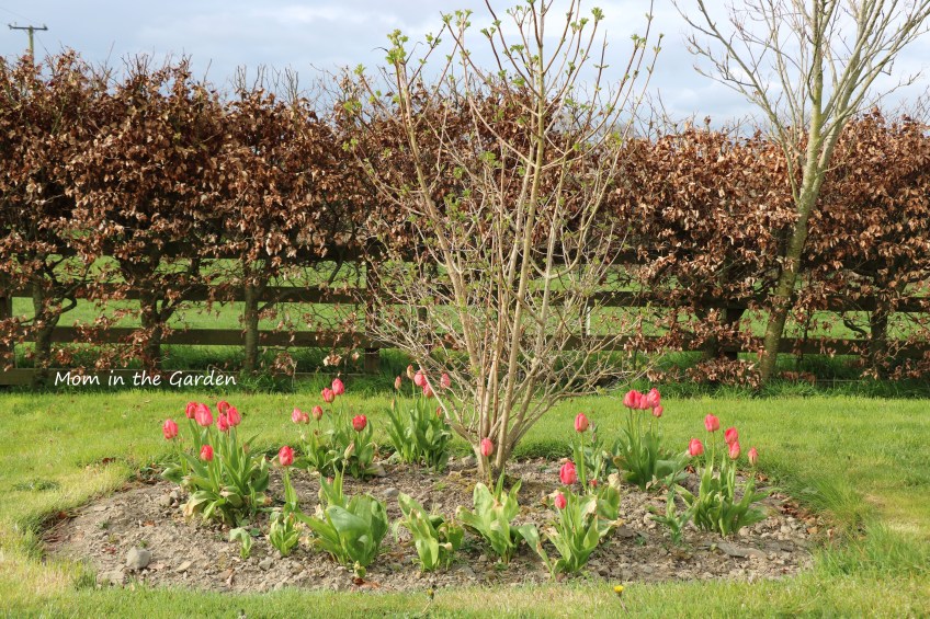 Viburnum and tulips