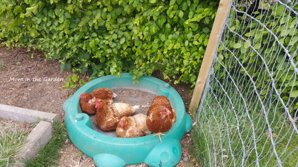 4 chickens in green turtle