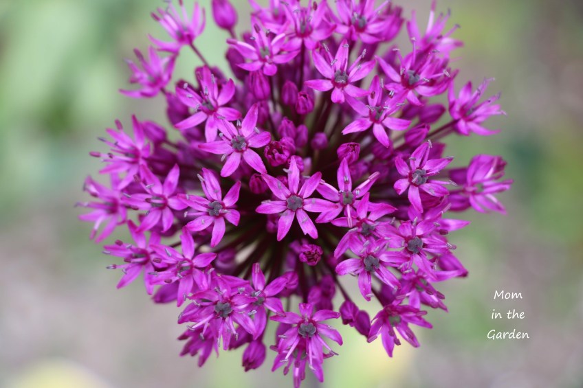 Allium from above