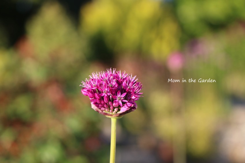 Allium closeup