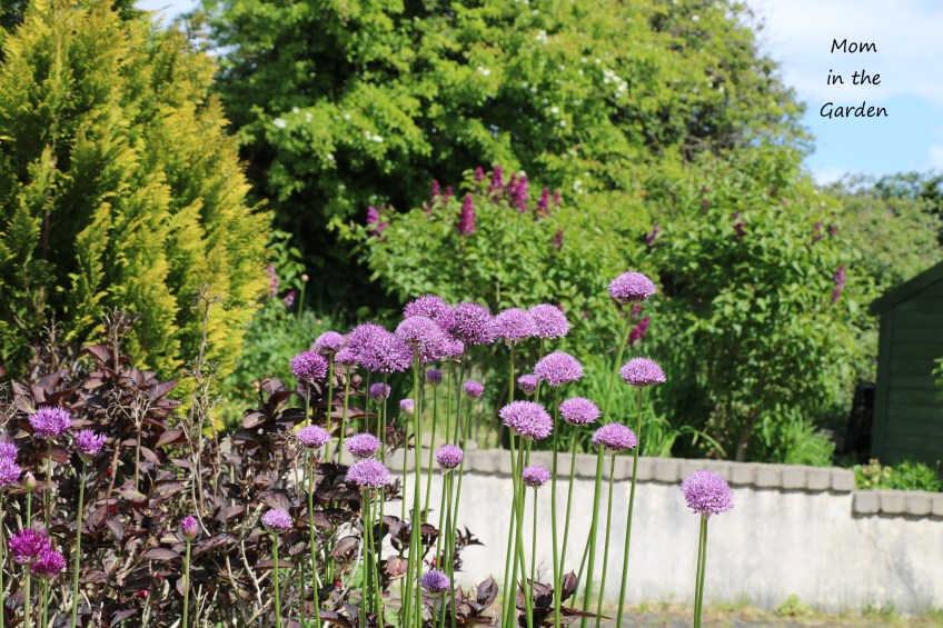 Allium + Lilacs
