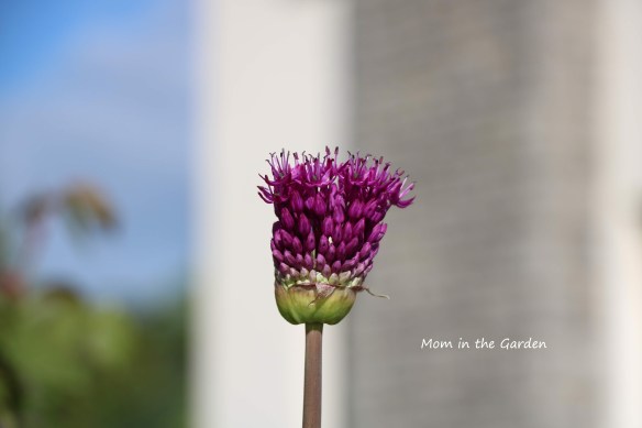 Allium Purple Sensation
