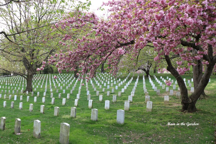 Arlington National Cemetery view of headstones
