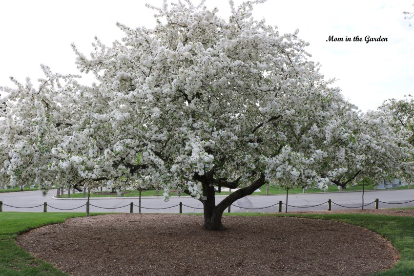 Arlington National Cemetery
