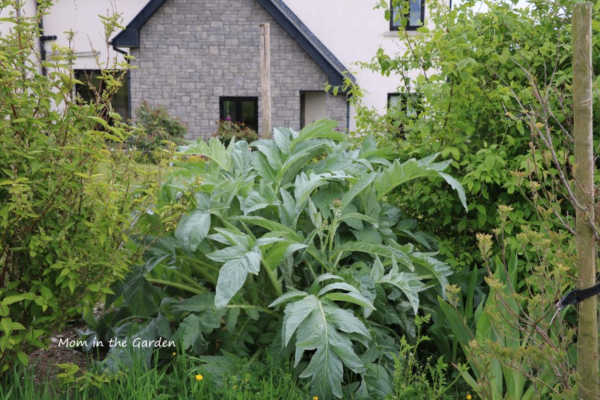 artichoke plant