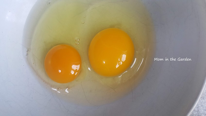 baby egg yolk + adult egg yolk