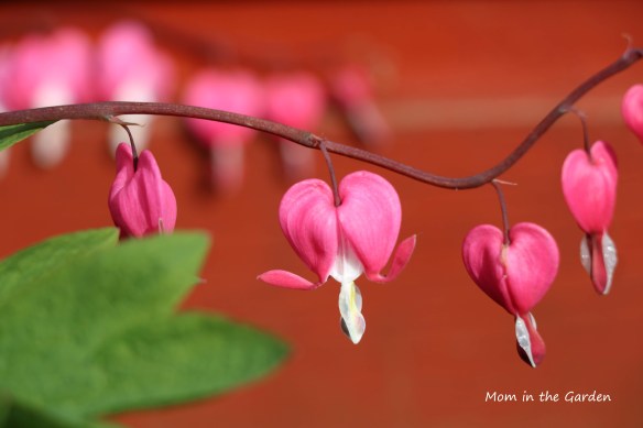 bleeding heart