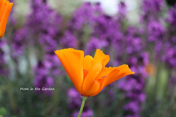 California Poppy with purple background