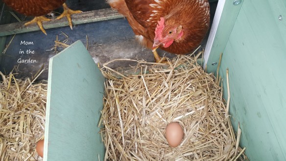 Chicken with egg in house