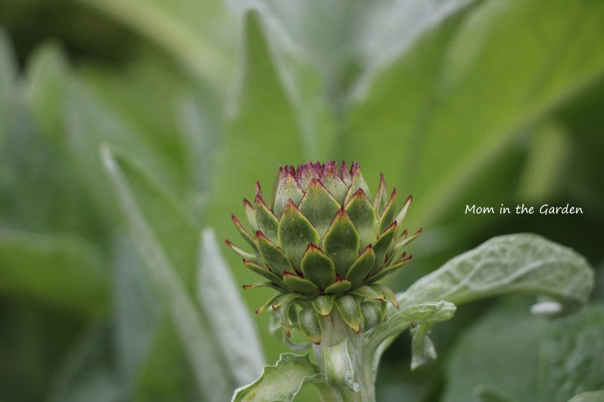 Globe artichoke