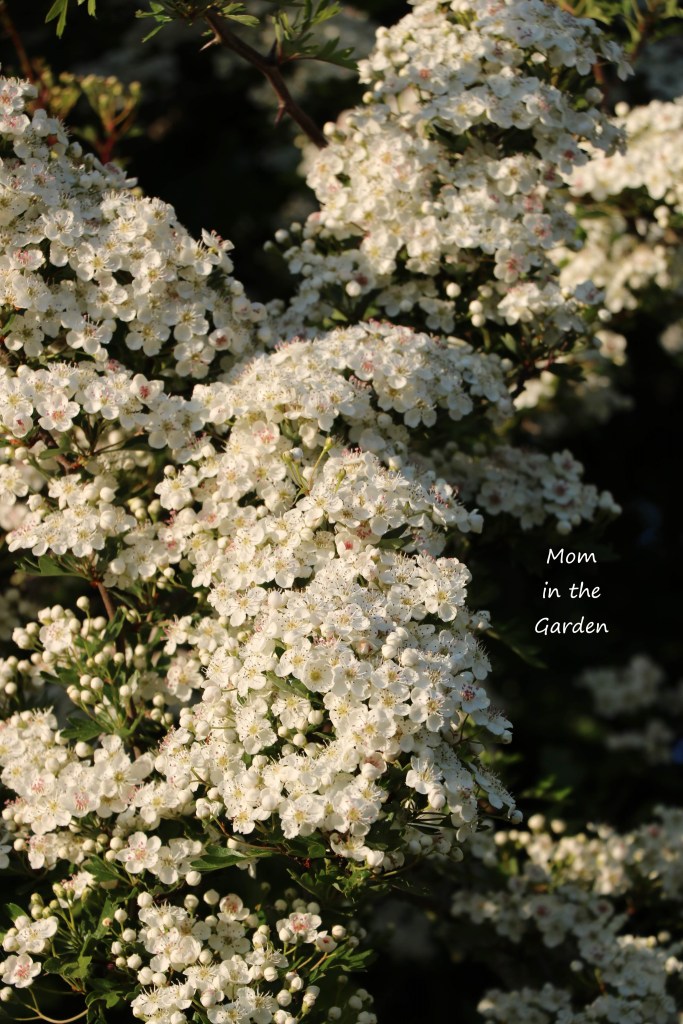 Hawthorn flowers