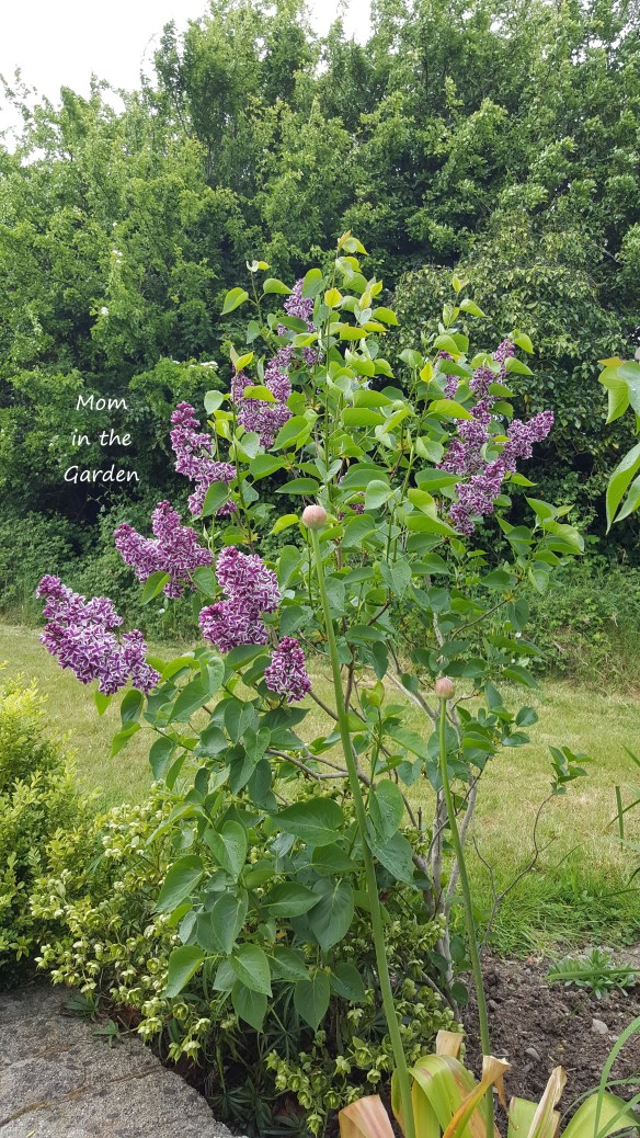 Lilac Sensation + helleborus foetidus or the stinking hellebore