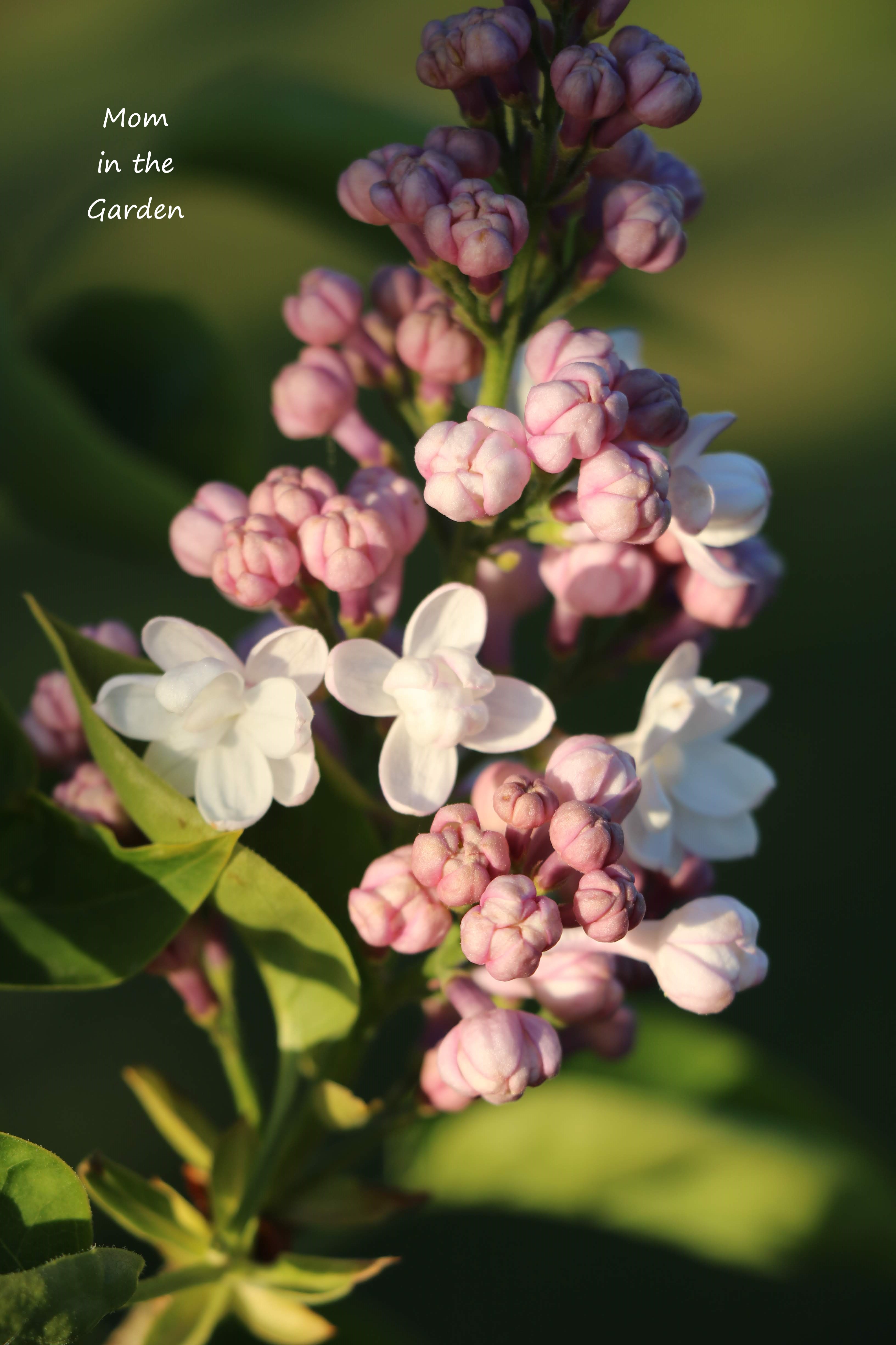 Lilac Syringa v Beauty of Moscow