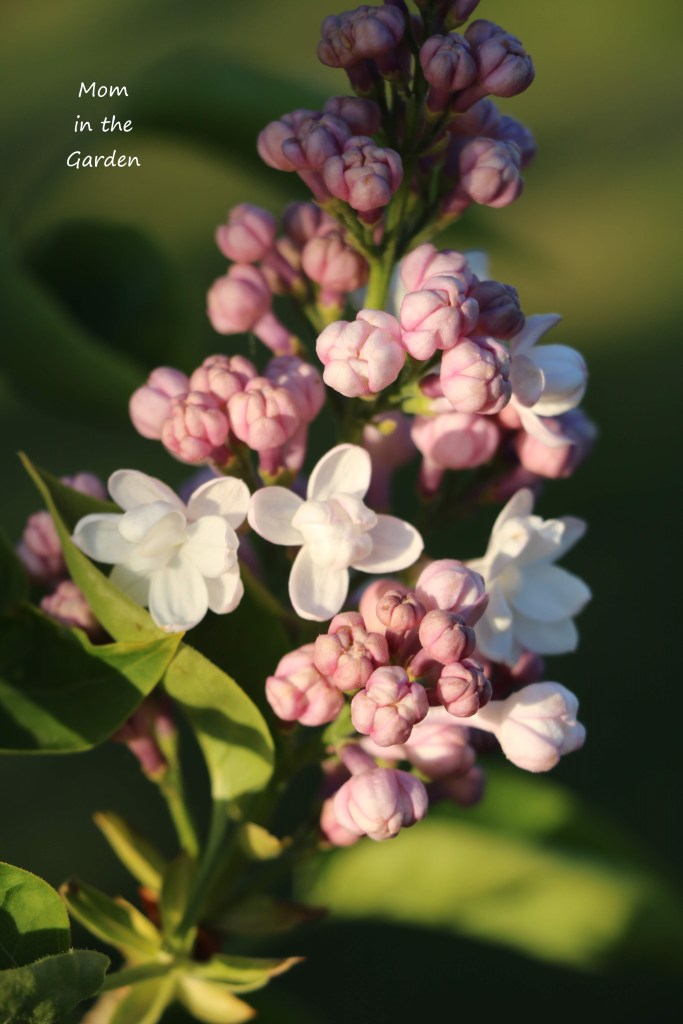 Lilac Syringa v Beauty of Moscow