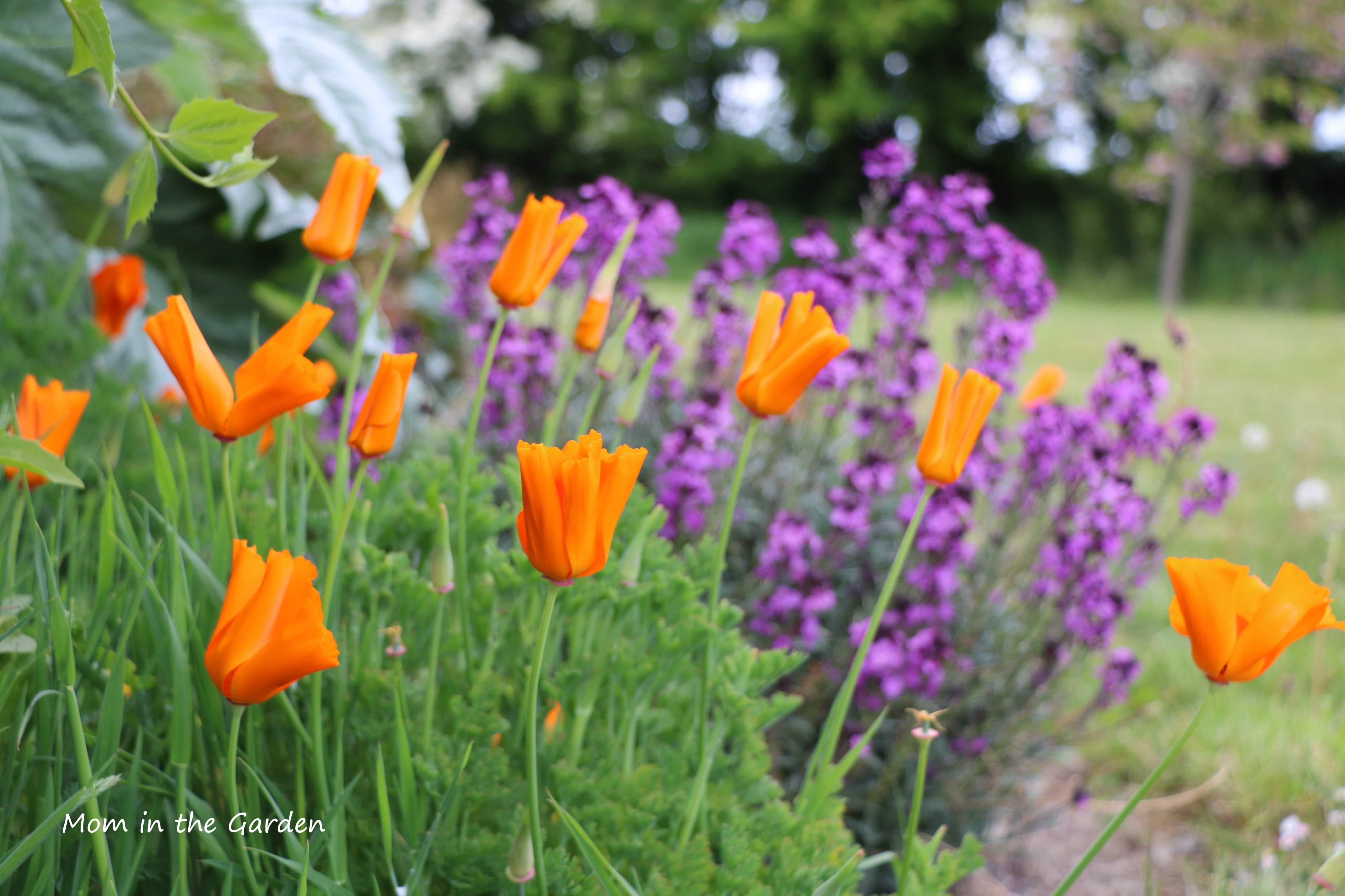Orange poppies + erysimum