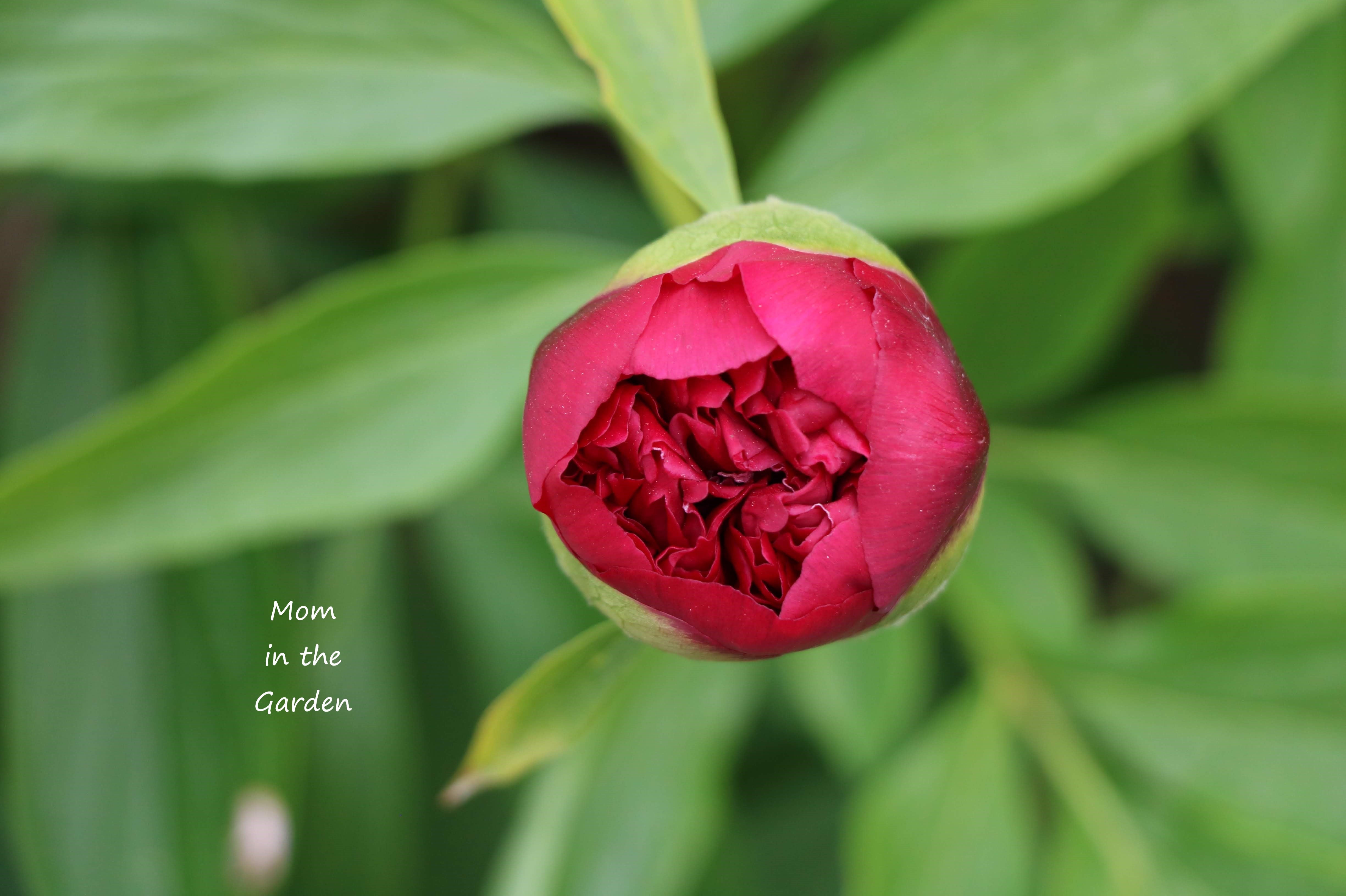 Peony pre bloom