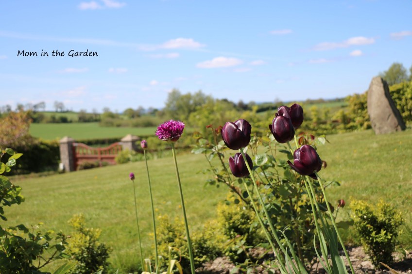 Queen of the Night + Allium