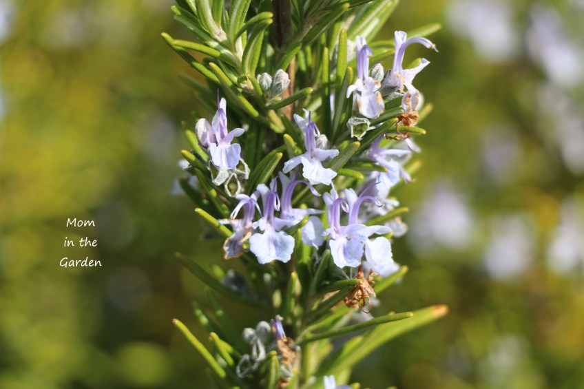 Rosemary flowers
