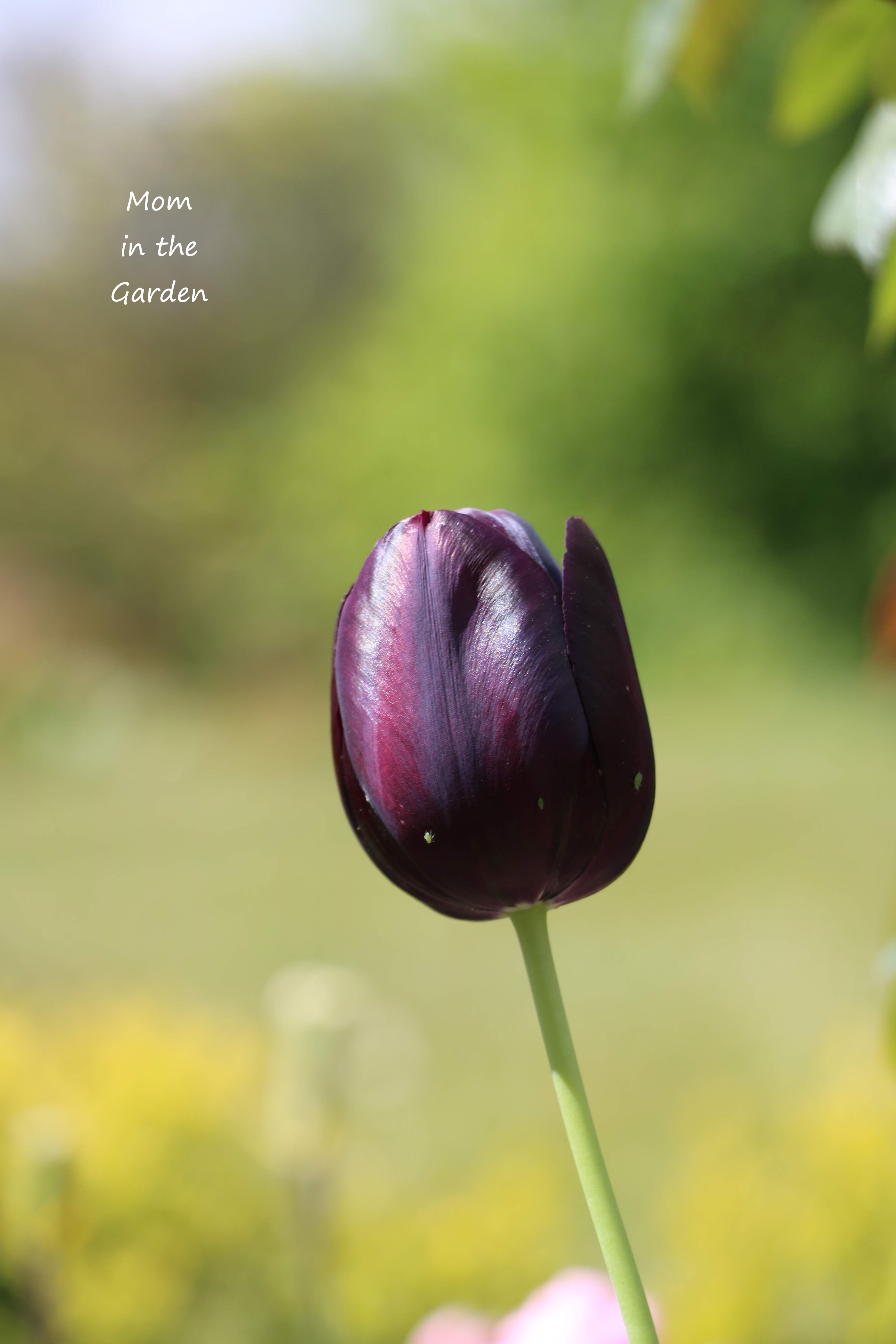 single Queen of the Night tulip