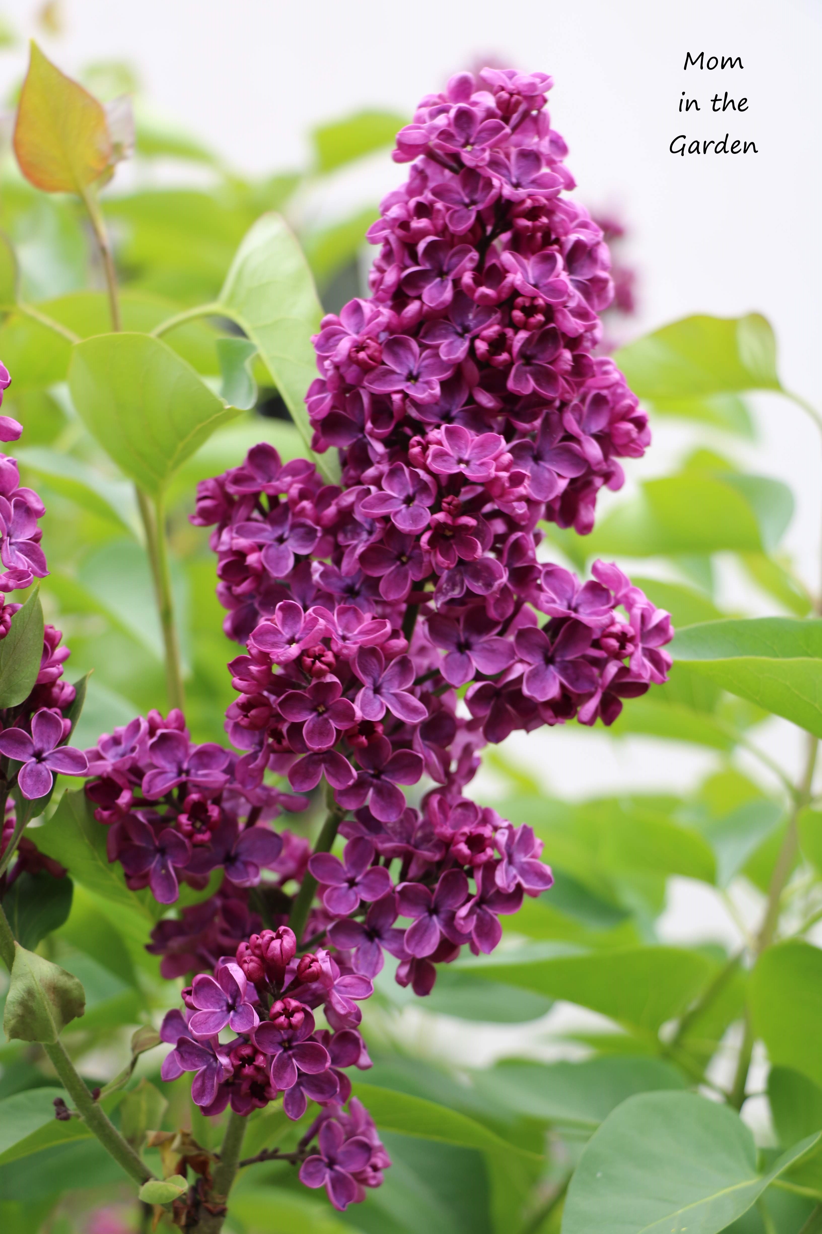 Syringa Ludwig Spaeth
