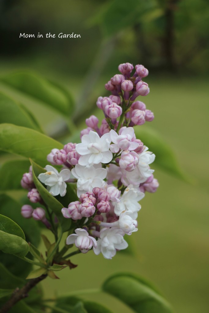 Syringa v Beauty of Moscow closeup