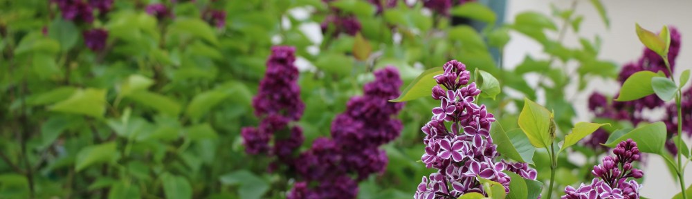 Syringa vulgaris Sensation with Syringa v Ludwig Spaeth in background