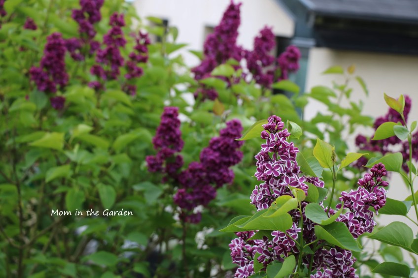 Syringa vulgaris Sensation with Syringa v Ludwig Spaeth in background