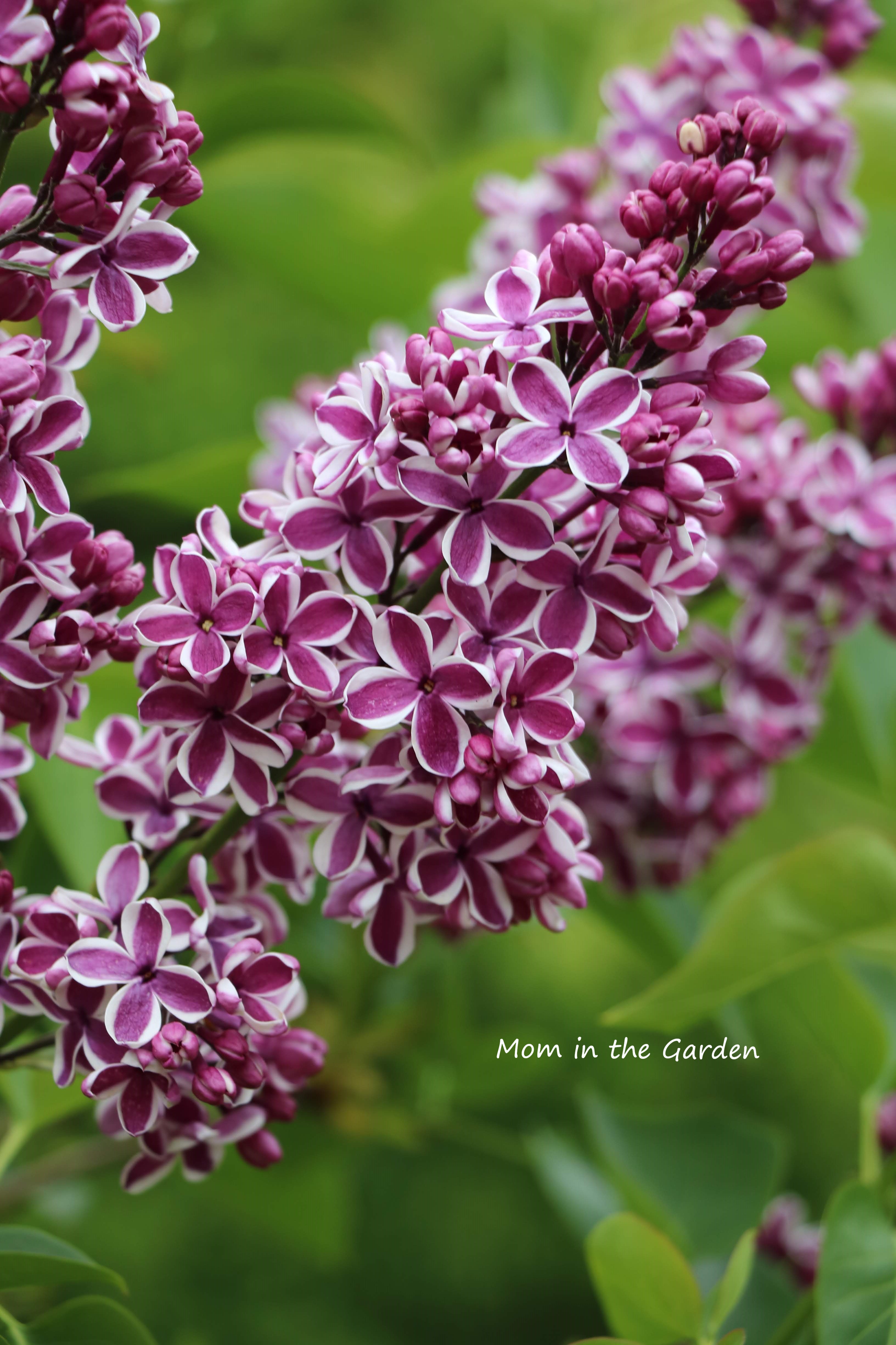 Syringa vulgaris Sensation
