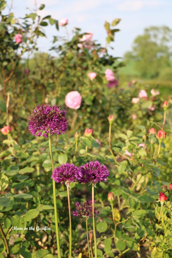 allium and David Austin roses