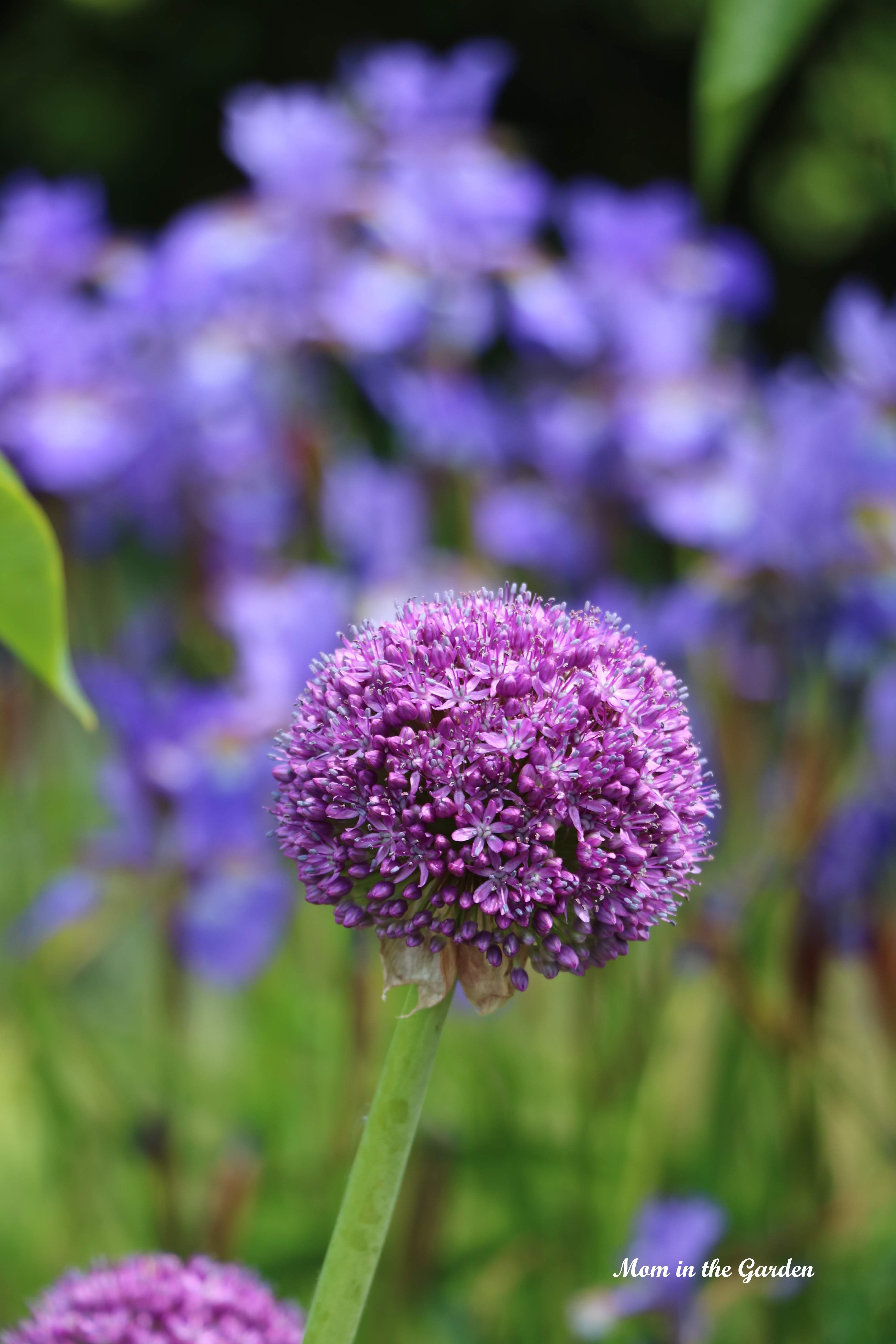 allium and Siberian Iris