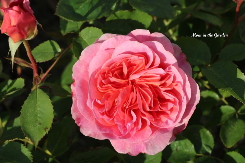 Boscobel - David Austin Rose