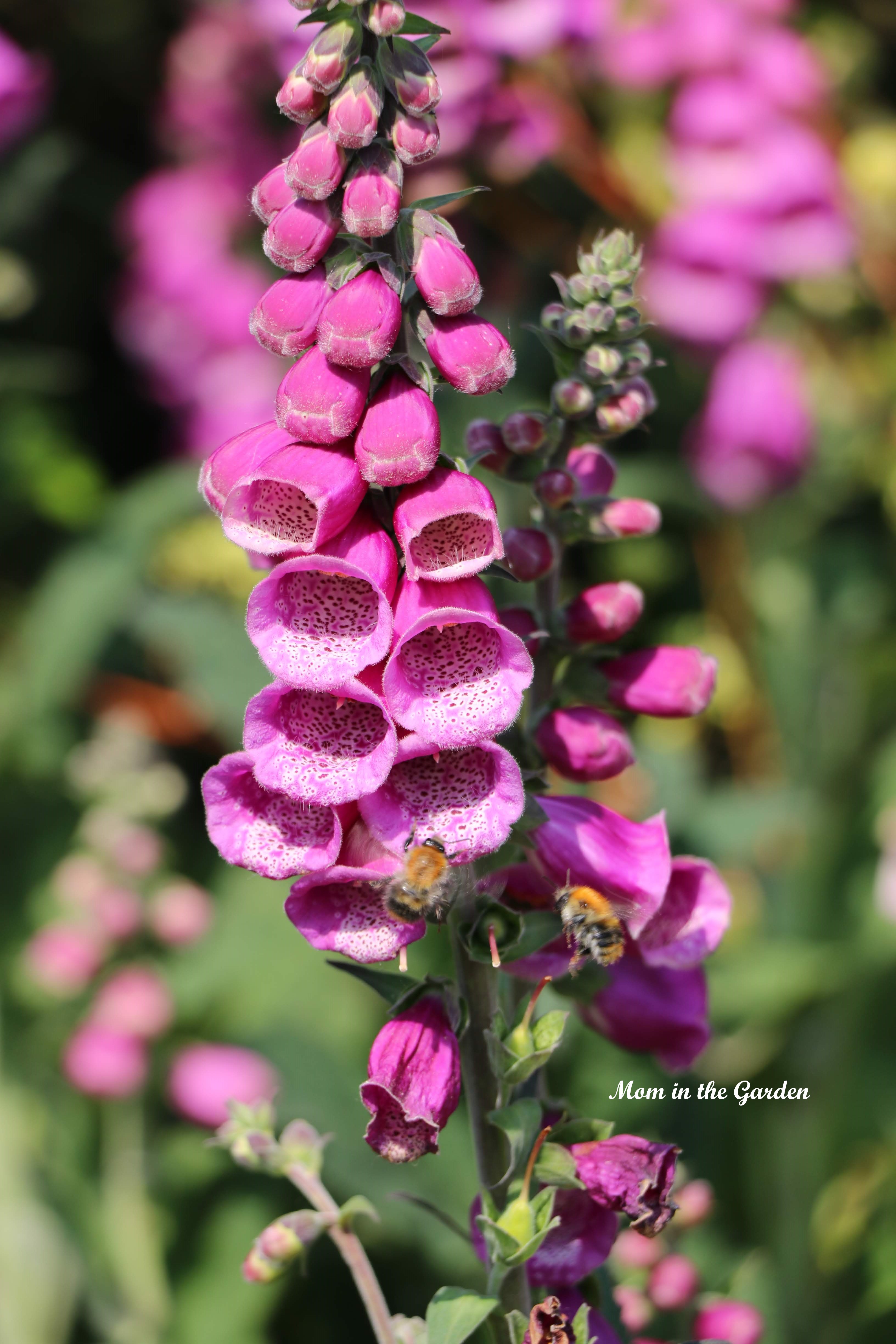 Foxglove + 2 bees