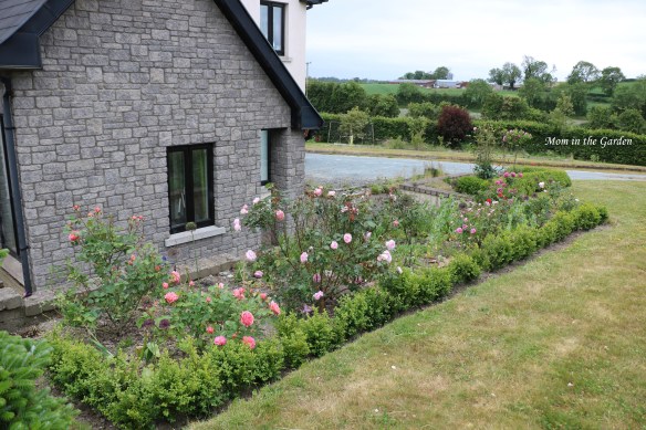 Full view of rose bed