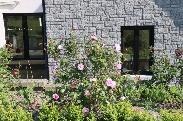 Olivia Rose David Austin roses full plant