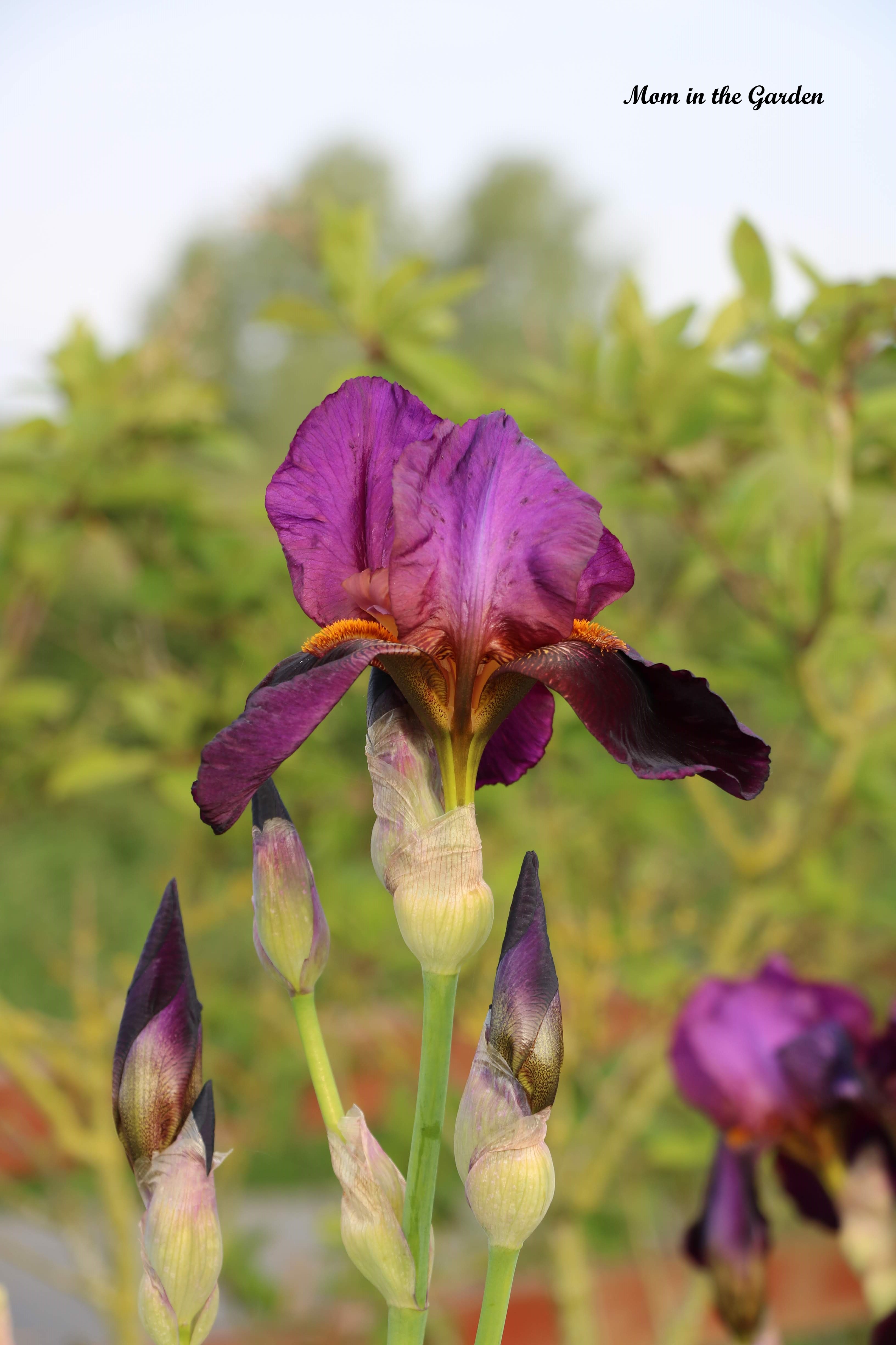 Iris Benton Storrington petals out