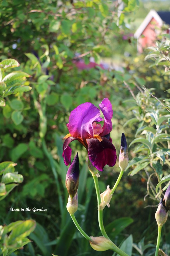 Iris Benton Storrington in the rainbow garden