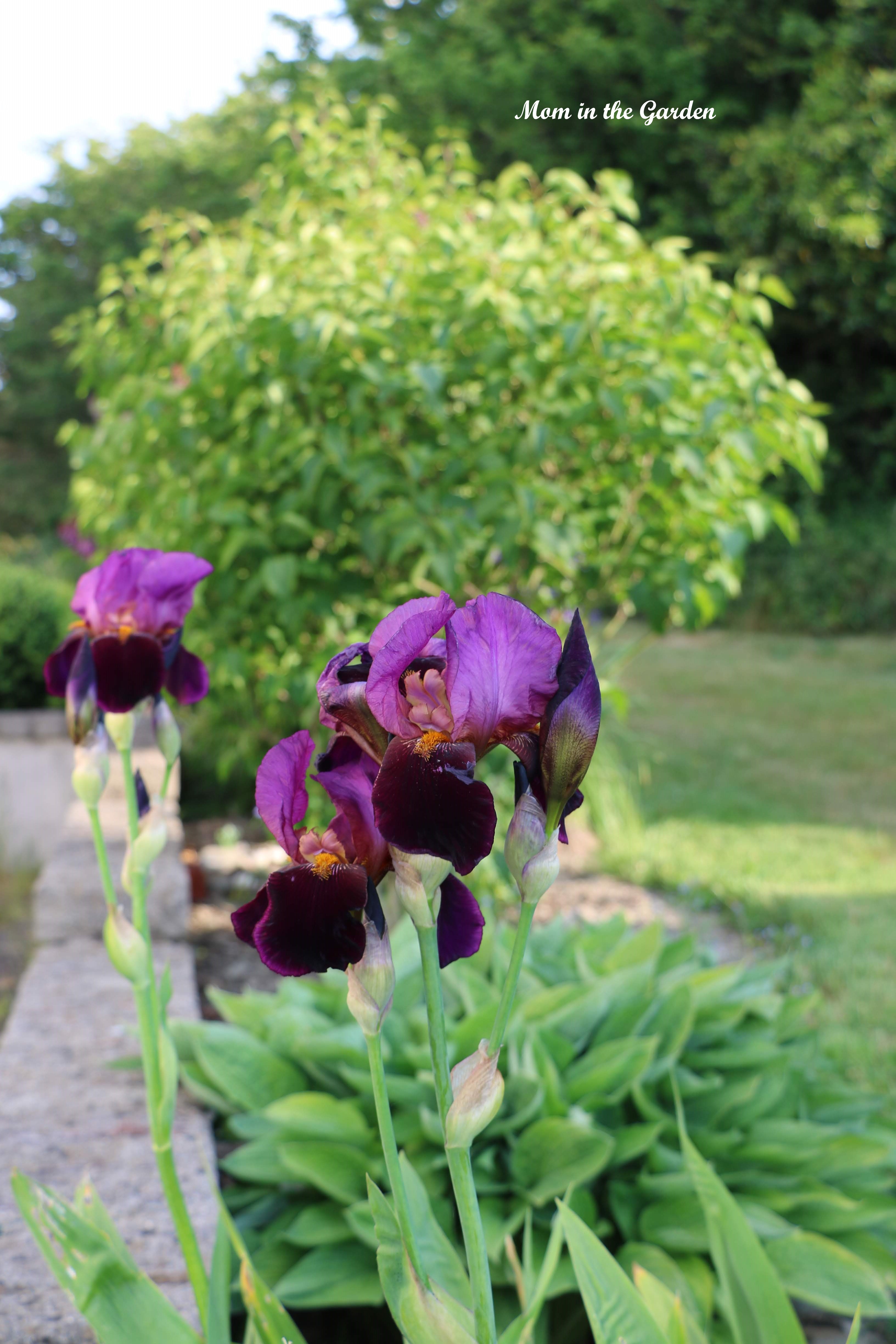 Iris Benton Storrington side garden