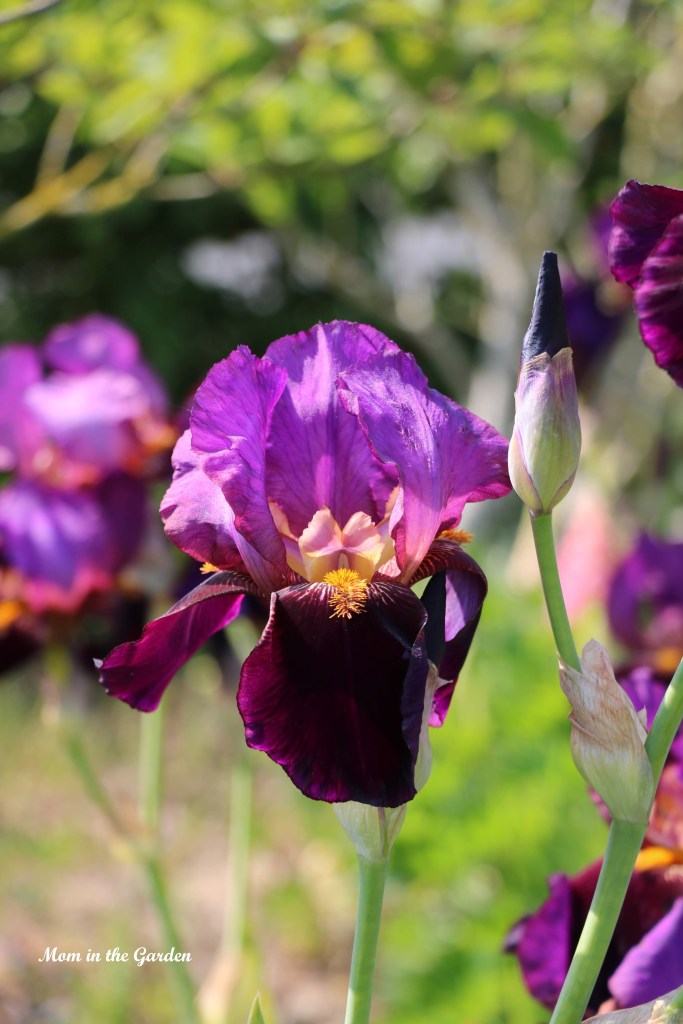 Iris Benton Storrington