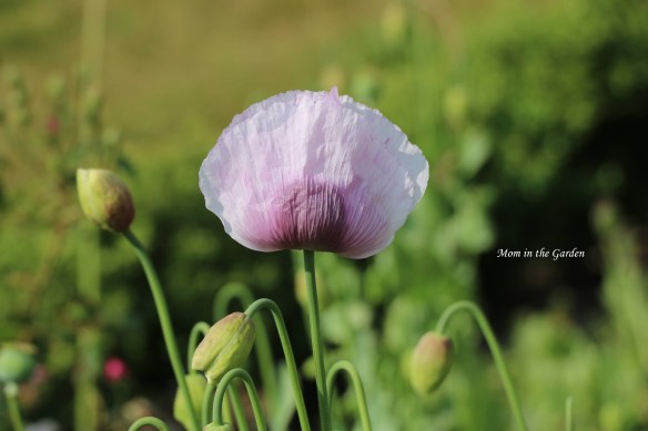lavender poppy single