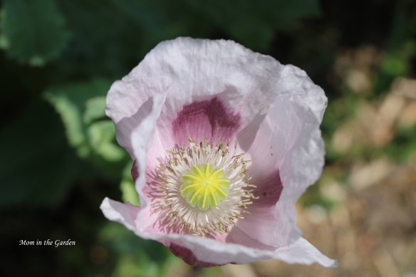 Lavender colored Poppy