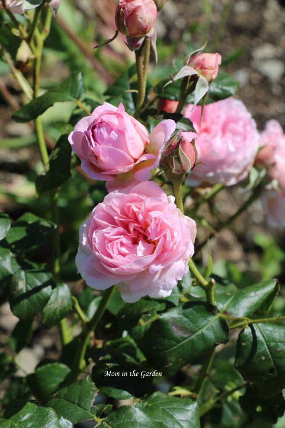 Olivia Rose Austin roses